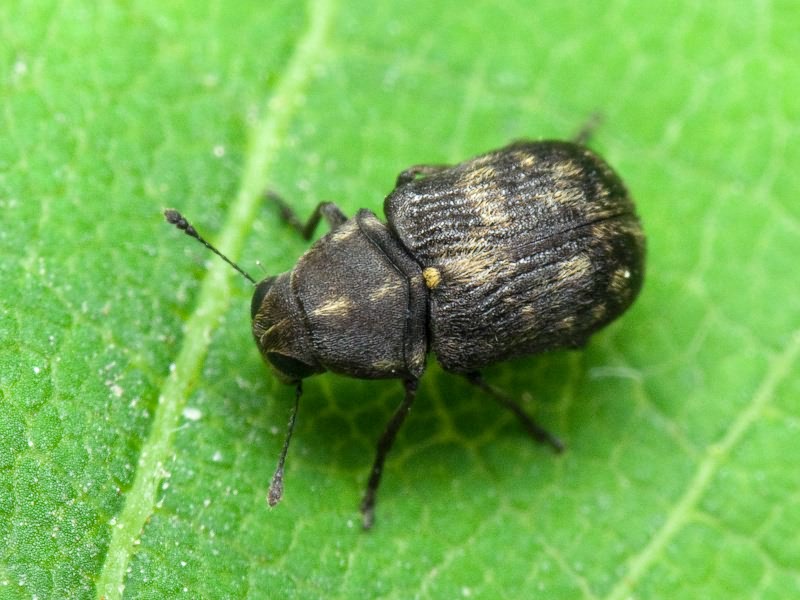 Rhaphitropis marchica (Herbst, 1797)